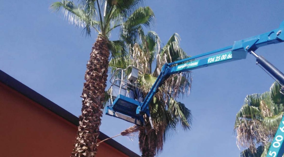 Poda y tala de árboles en Badajoz